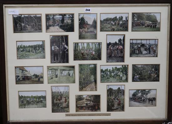A framed collection of Vineyard / Hops related postcards